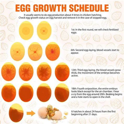 dead egg candling day 21|chicken egg development stages candling.